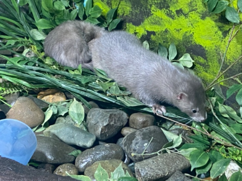 やた子♀さんの新千歳空港温泉のサ活写真