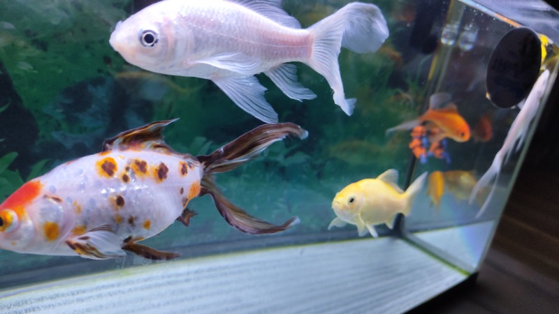 楽しい味のショッピングさんの星サウナのサ活写真