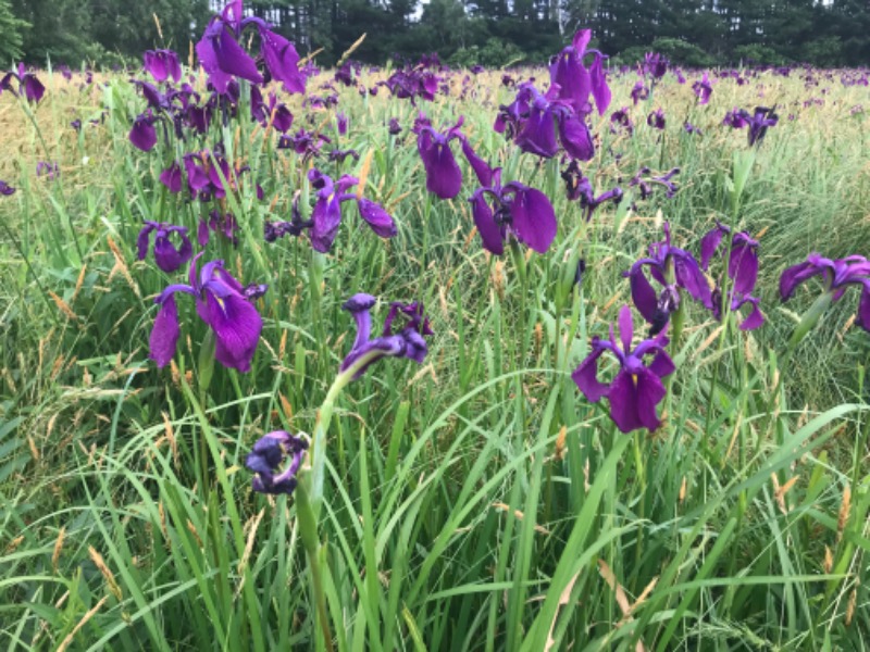 tacchy 魔都サッポロがスキすぎるさんのなんぽろ温泉ハート&ハートのサ活写真