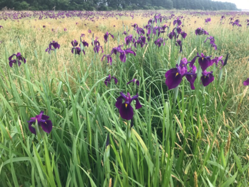 tacchy 魔都サッポロがスキすぎるさんのなんぽろ温泉ハート&ハートのサ活写真