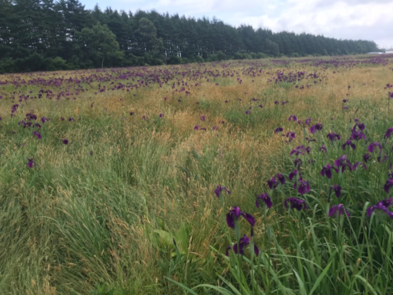 tacchy 魔都サッポロがスキすぎるさんのなんぽろ温泉ハート&ハートのサ活写真