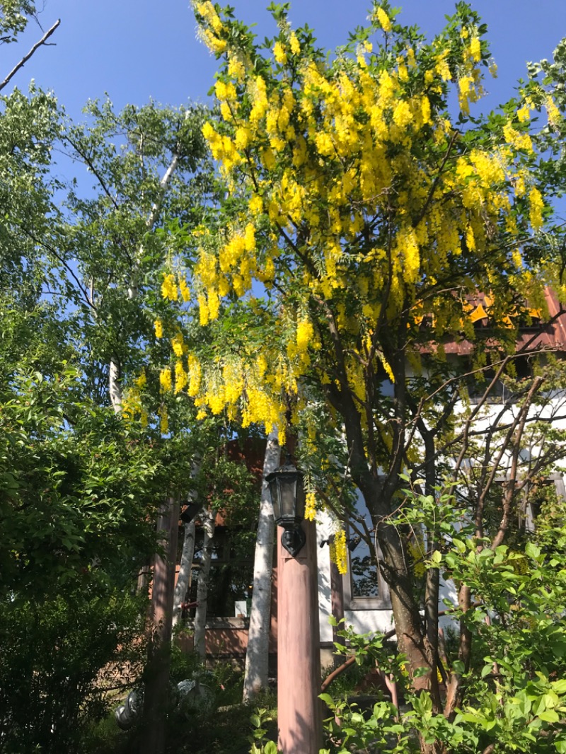 tacchy 魔都サッポロがスキすぎるさんの森林公園温泉 きよらのサ活写真