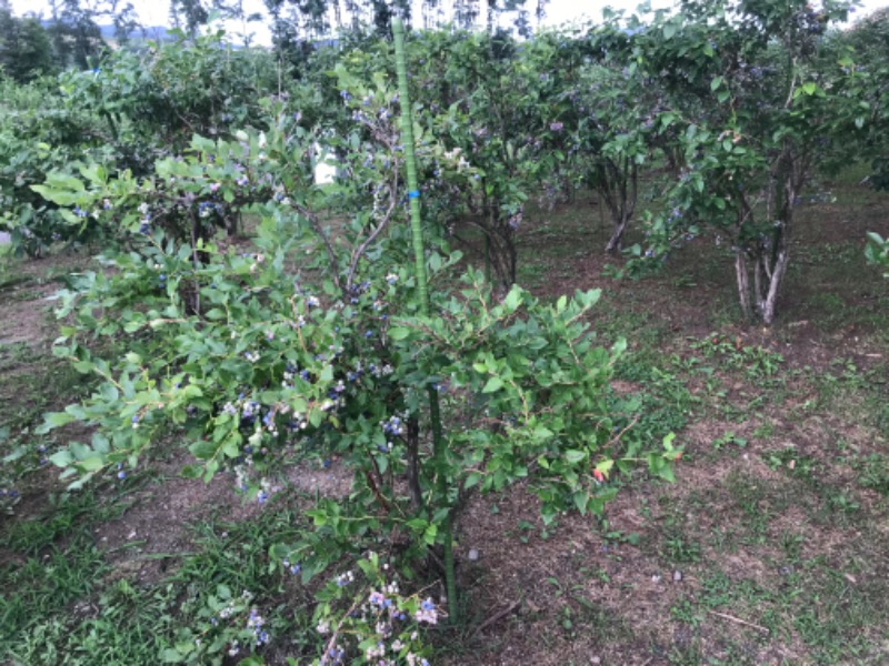 tacchy 魔都サッポロがスキすぎるさんの小金湯温泉 湯元 小金湯のサ活写真