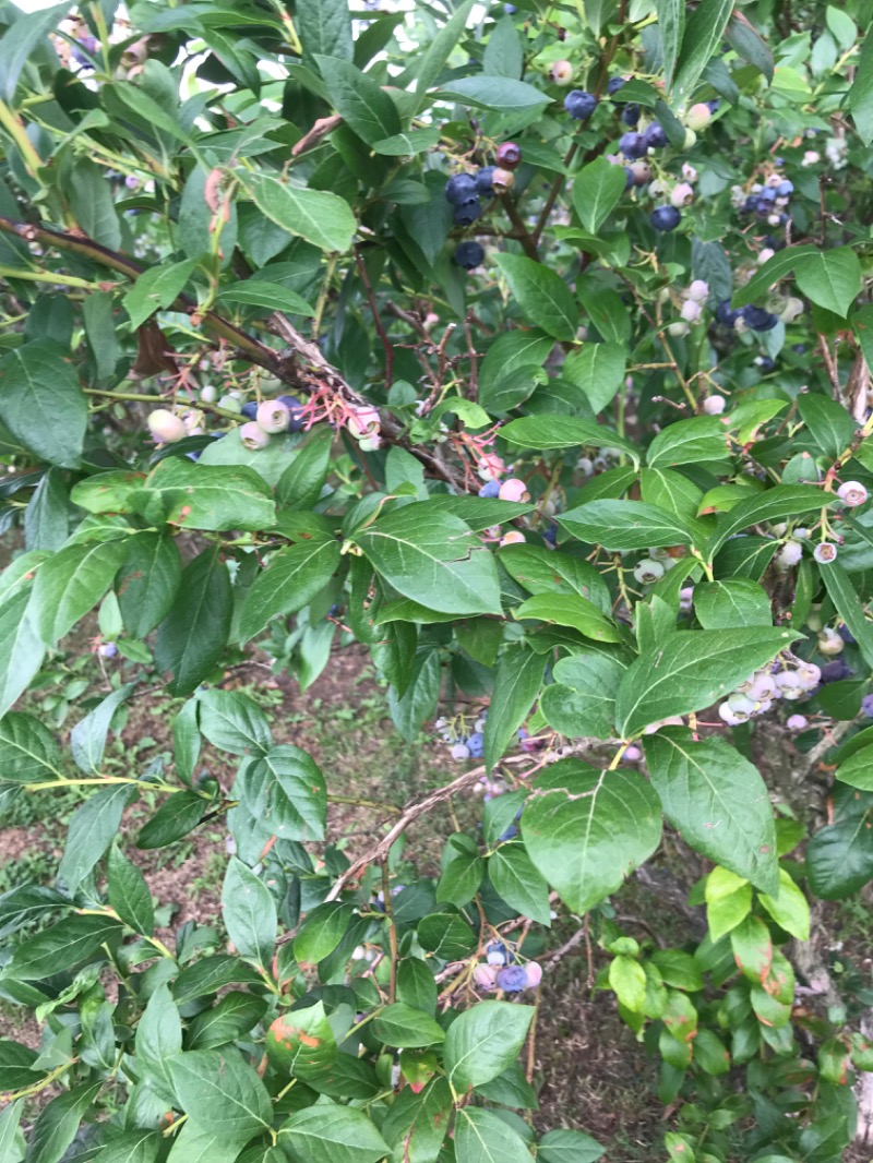 tacchy 魔都サッポロがスキすぎるさんの小金湯温泉 湯元 小金湯のサ活写真