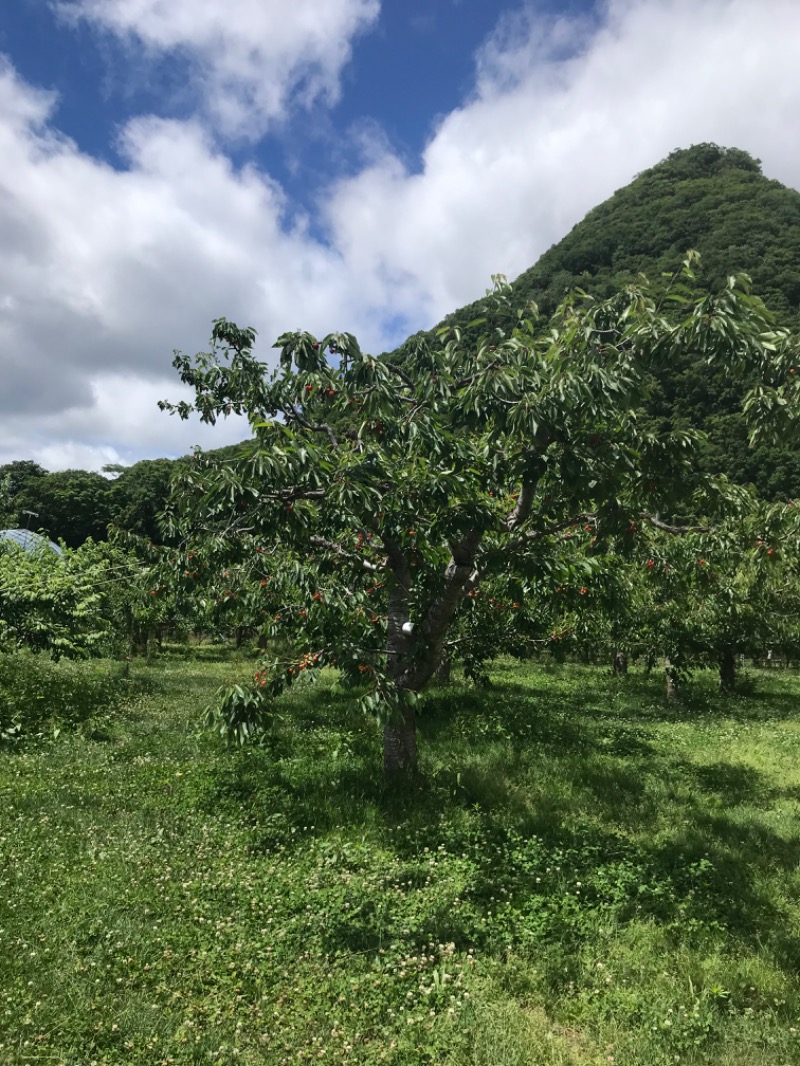 tacchy ブレないウソつかないさんの定山渓温泉 湯の花のサ活写真