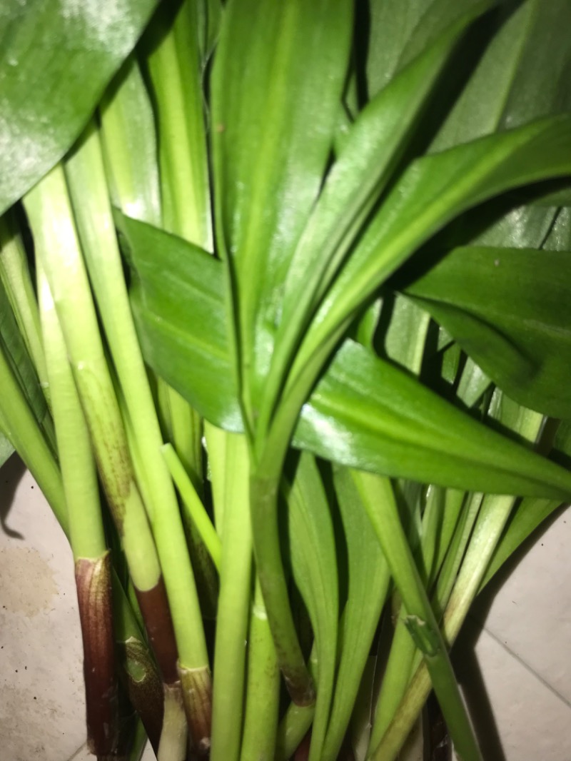 tacchy 魔都サッポロがスキすぎるさんの月見湯のサ活写真