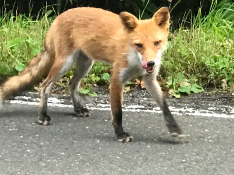 tacchy ブレないウソつかないさんのスポーツアカデミー ブランチ 札幌月寒のサ活写真