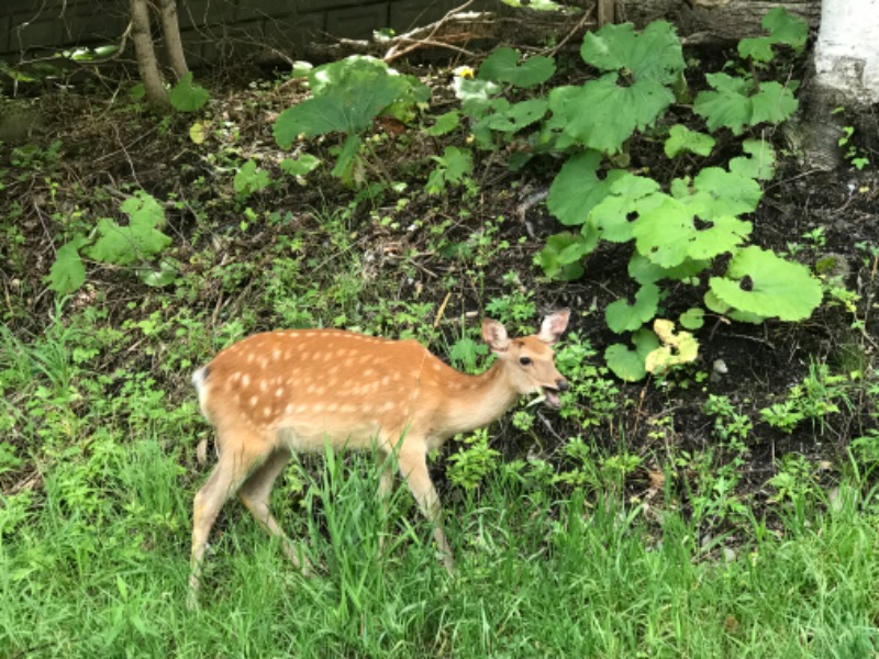 tacchy ブレないウソつかないさんの朝陽リゾートホテルのサ活写真