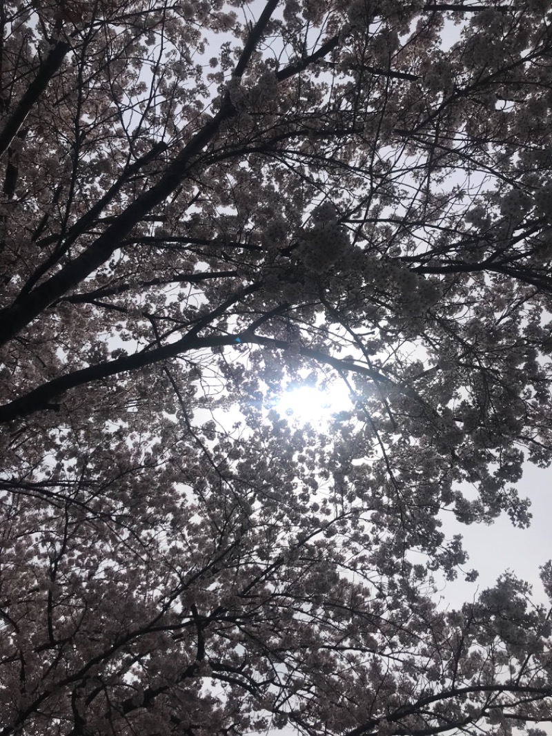 tacchy 魔都サッポロがスキすぎるさんのザ・センチュリオンサウナレスト&ステイ札幌のサ活写真