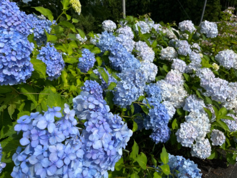 CHIEさんの一関温泉 山桜桃の湯のサ活写真