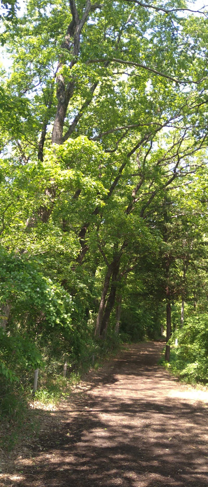 kentaroさんの東村山 桜湯のサ活写真