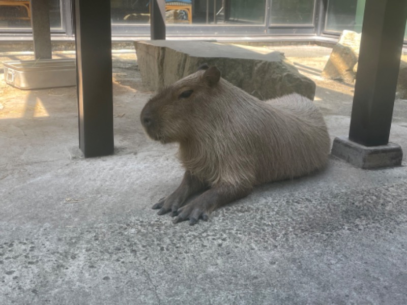 ねこの親さんの石狩天然温泉 番屋の湯のサ活写真