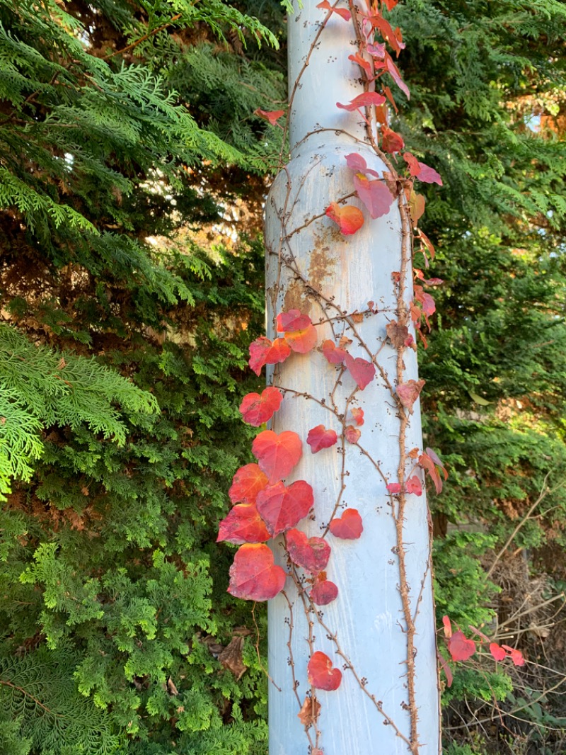 ゆき🍄さんのはだの・湯河原温泉 万葉の湯のサ活写真