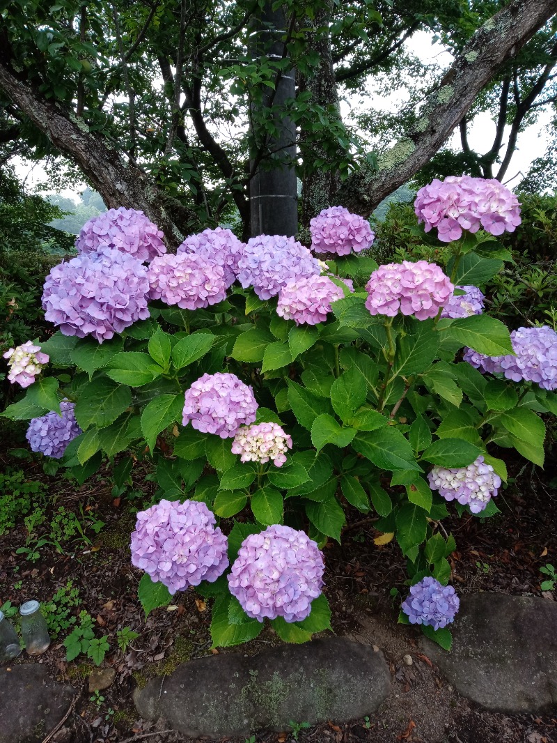 新、山崎。さんの割烹温泉 観音湯のサ活写真