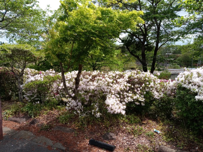 新、山崎。さんの割烹温泉 観音湯のサ活写真