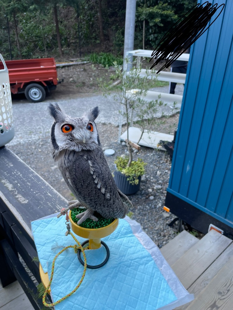 よねさんのさんかく山 CAMP FIELDのサ活写真