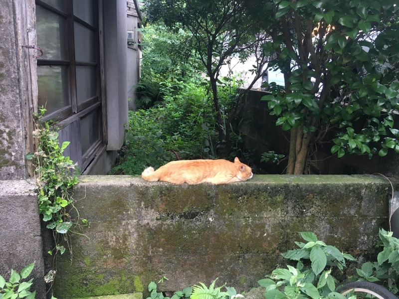 水風呂さんの一本桜温泉センターのサ活写真