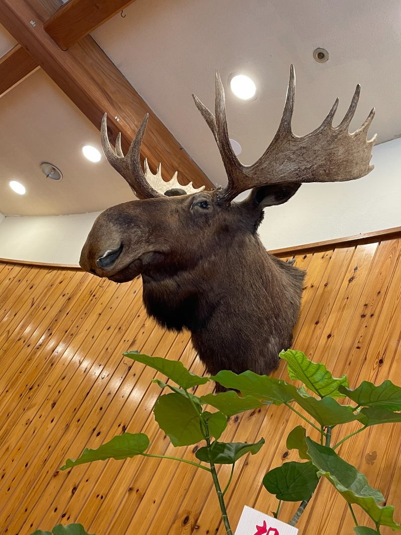 ふぅさんさんのニュージャパン 梅田店(カプセルイン大阪)のサ活写真