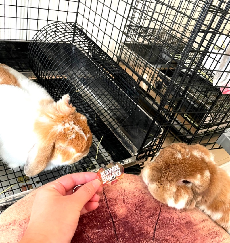 もりさんの湯乃泉 草加健康センターのサ活写真