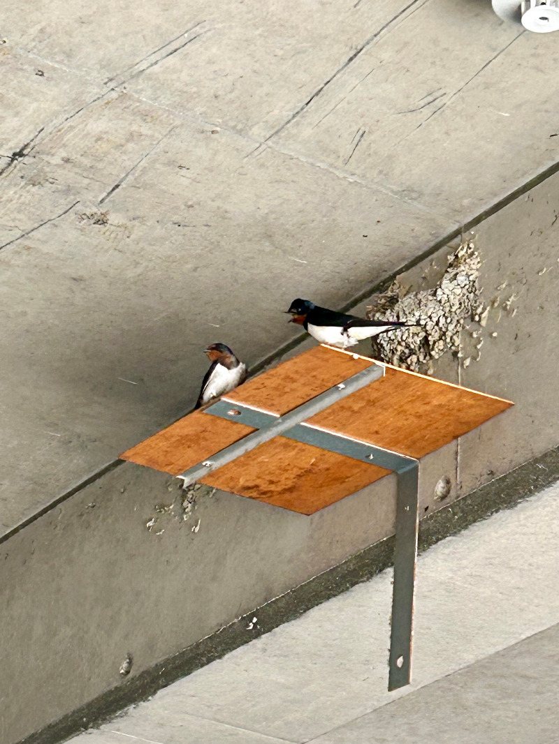 👁‍🗨でいがん（泥眼）さんのユートピア白玉温泉のサ活写真