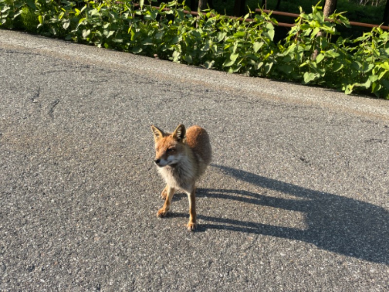 ぼたもちさんの亀谷温泉 白樺の湯のサ活写真