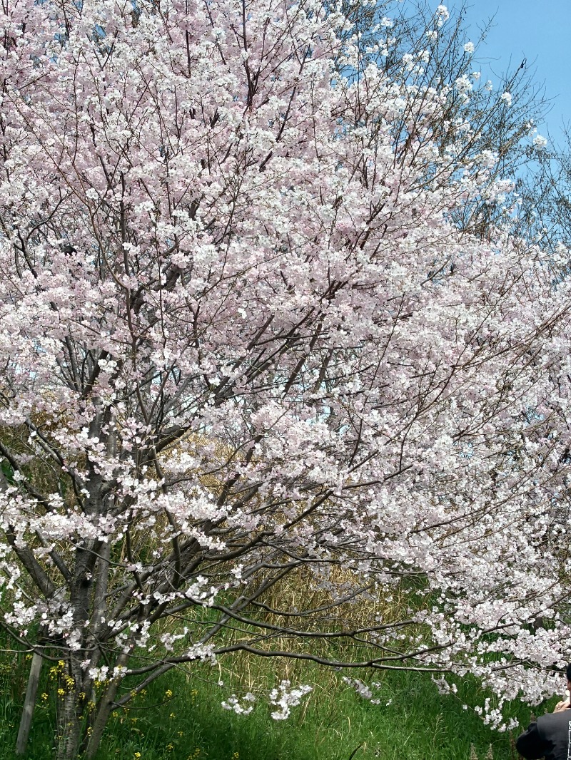 かどや商店さんの七福温泉のサ活写真