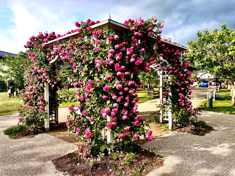 枝豆パンチョさんの湯の駅ぽんぽこのサ活写真