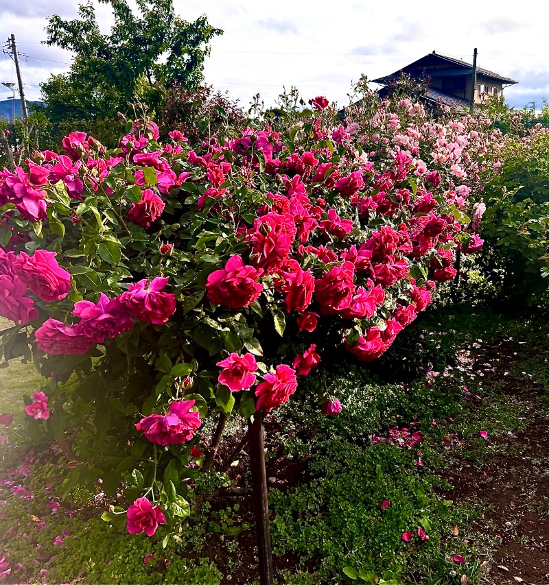 枝豆パンチョさんの湯の駅ぽんぽこのサ活写真