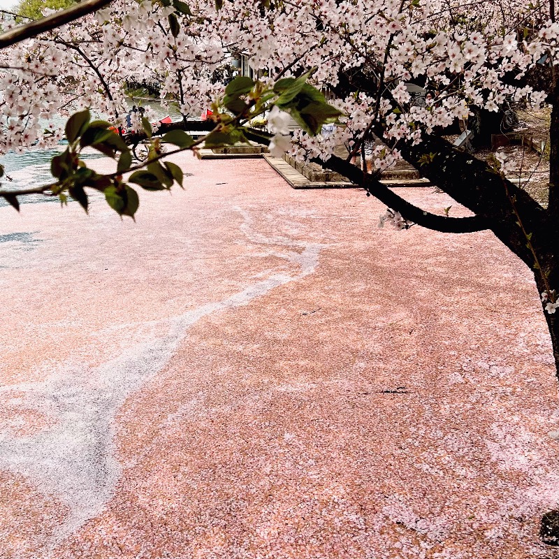 枝豆パンチョさんのおぶせ温泉あけびの湯のサ活写真