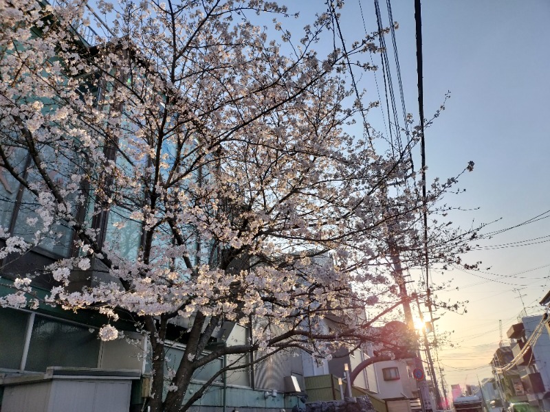 のだいさんの桜館のサ活写真