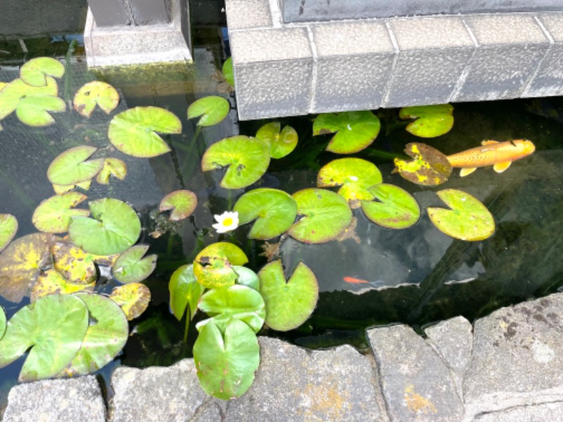 Mamiさんの有松温泉れもん湯のサ活写真