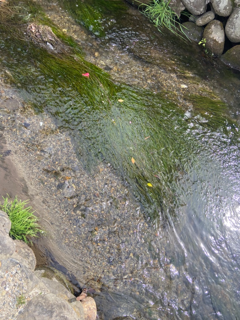 だいふくさんの正徳寺温泉初花のサ活写真