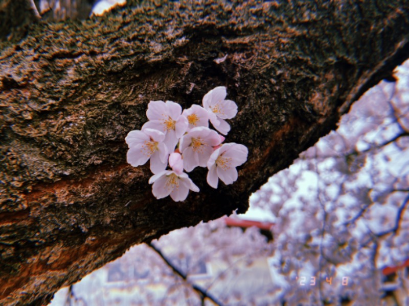 にゃぴたろうさんの天童最上川温泉 ゆぴあのサ活写真