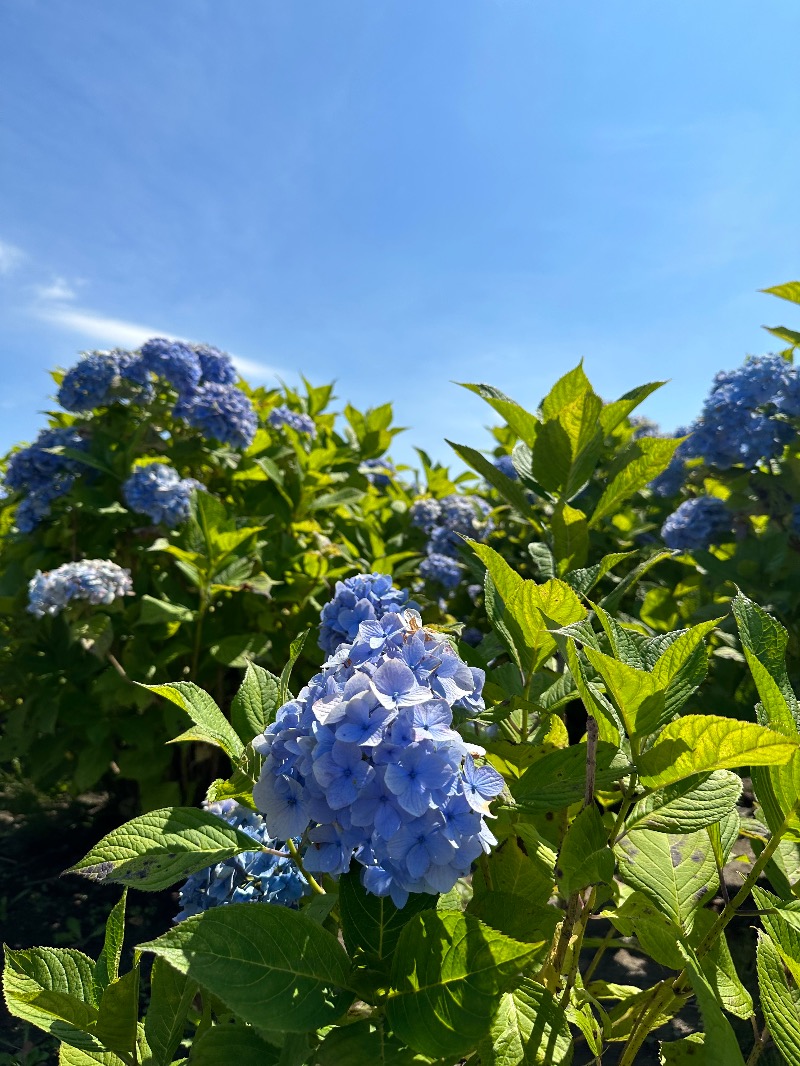 Zukasaさんの山の手温泉のサ活写真