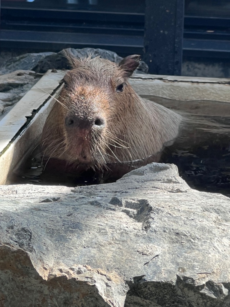 kazzcapy216さんの石狩天然温泉 番屋の湯のサ活写真