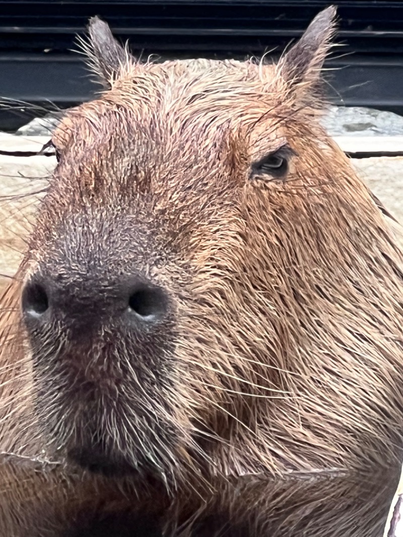 kazzcapy216さんの石狩天然温泉 番屋の湯のサ活写真