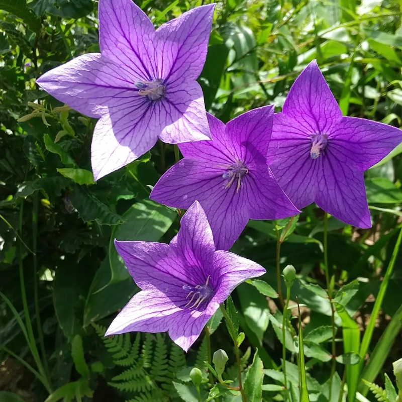 花子さんの芸北オークガーデンのサ活写真