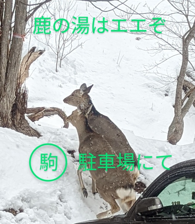 半額王子さんの定山渓 鹿の湯のサ活写真