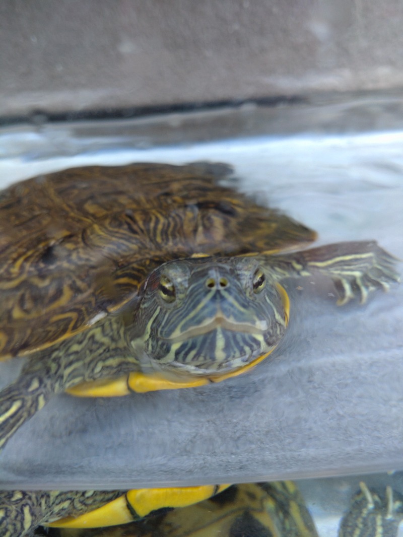 MR.SAUNAさんの天然温泉 満天の湯のサ活写真