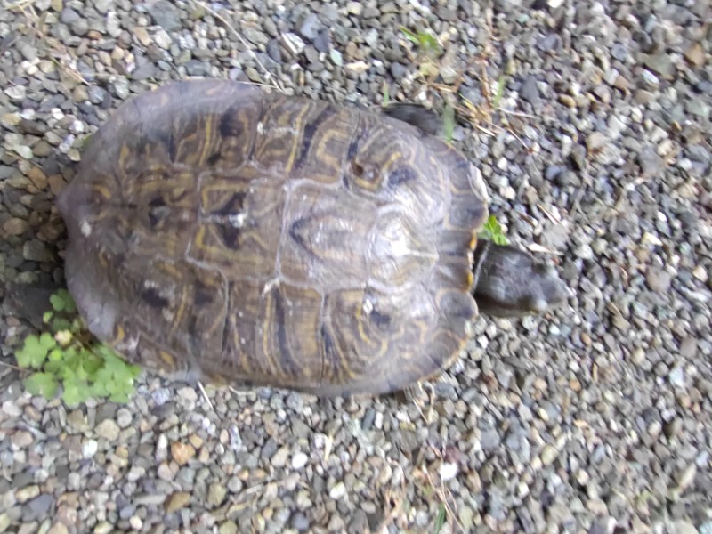 MR.SAUNAさんの天然温泉 満天の湯のサ活写真