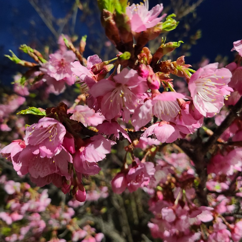 まことさんのあじさいの湯のサ活写真