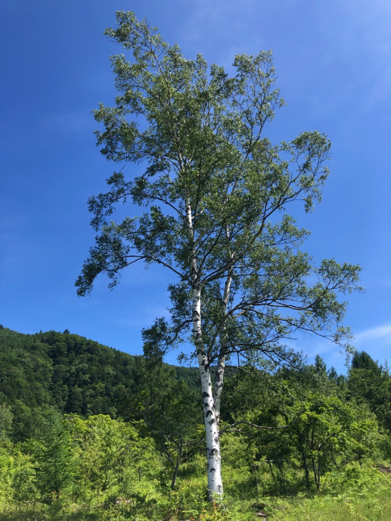 サウナースさんのひらゆの森のサ活写真