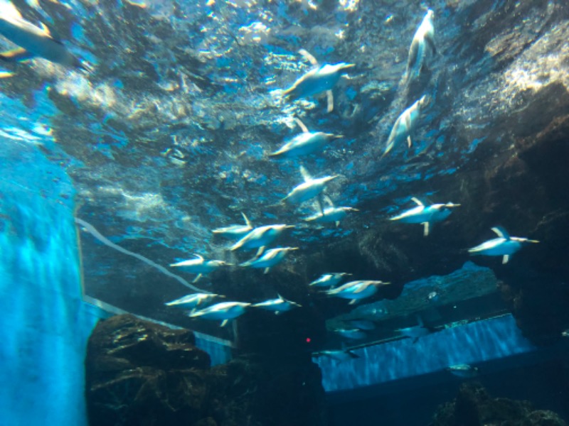 そっそそー（ととのいペンギン）さんの関門の湯 ドーミーインPREMIUM下関のサ活写真