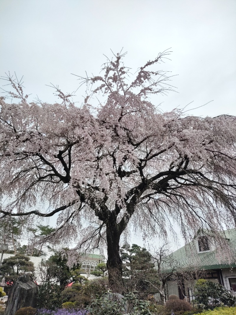 カボスチャンさんの天然温泉 花鳥風月のサ活写真