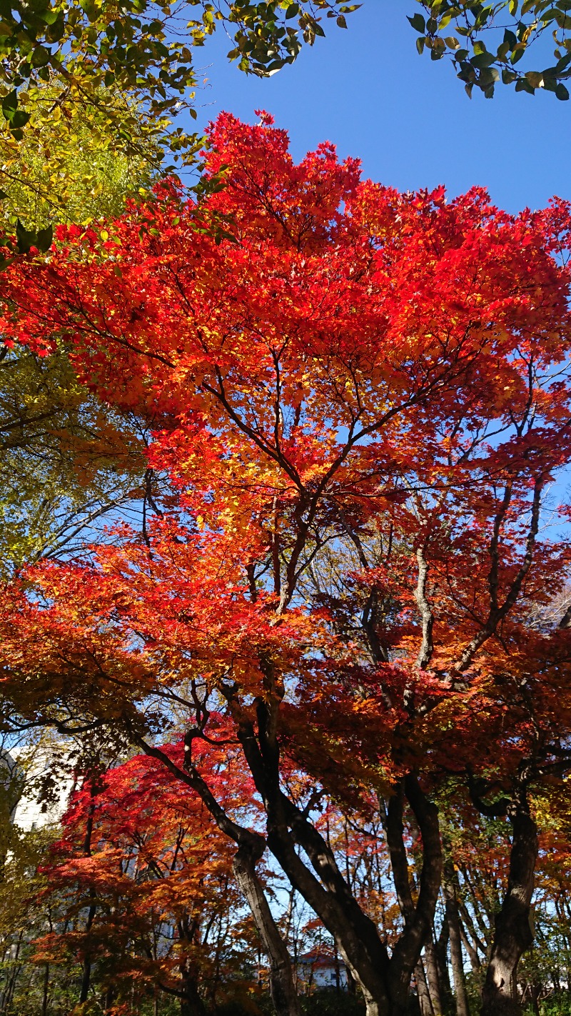 サイドバックさんの森のスパリゾート 北海道ホテルのサ活写真