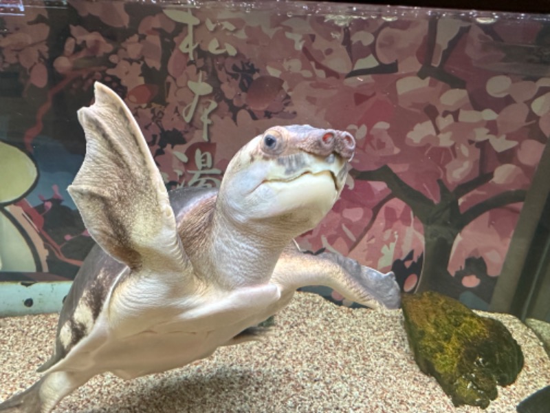 ゆっきー🐼さんの松本湯のサ活写真