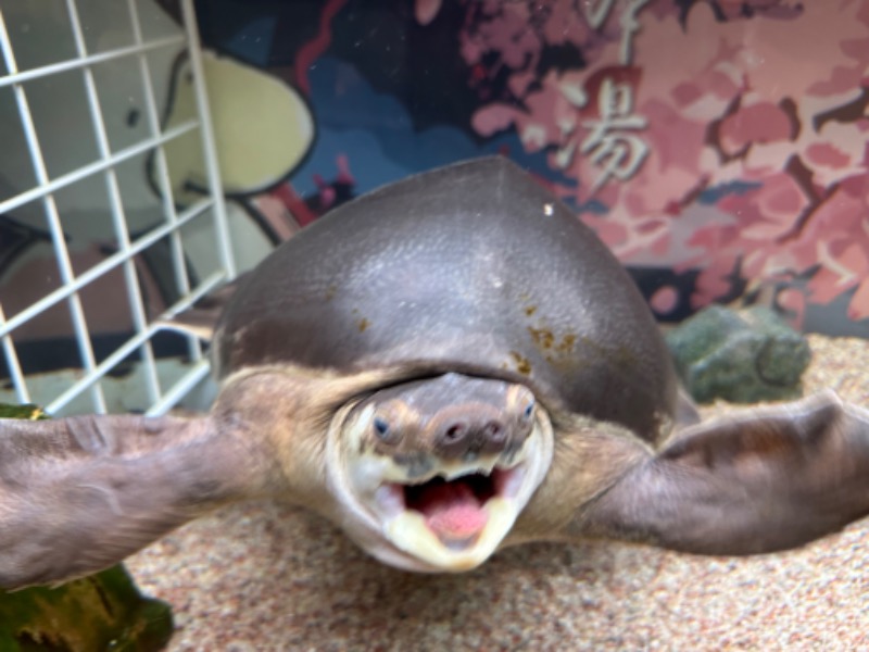 ゆっきー🐼さんの松本湯のサ活写真