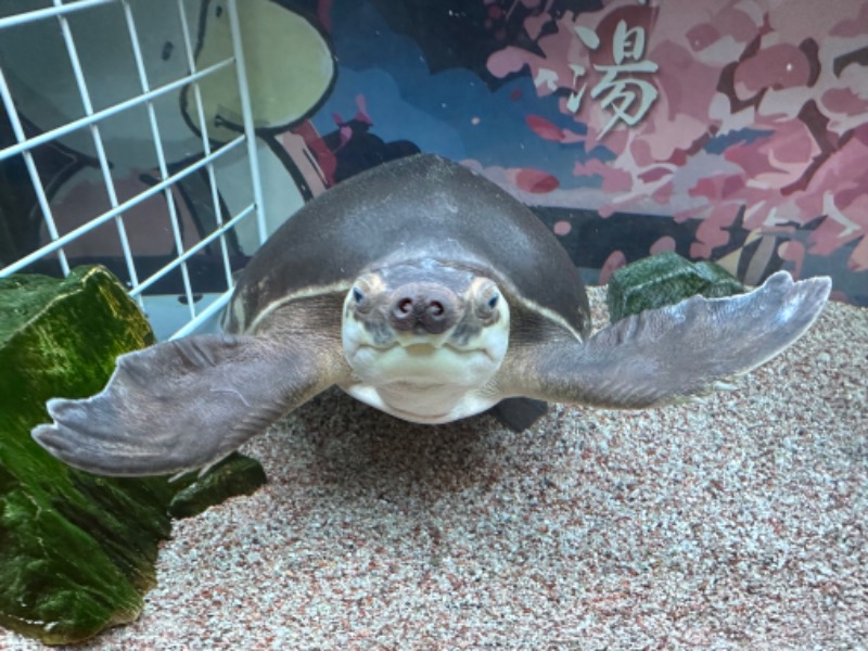 ゆっきー🐼さんの松本湯のサ活写真