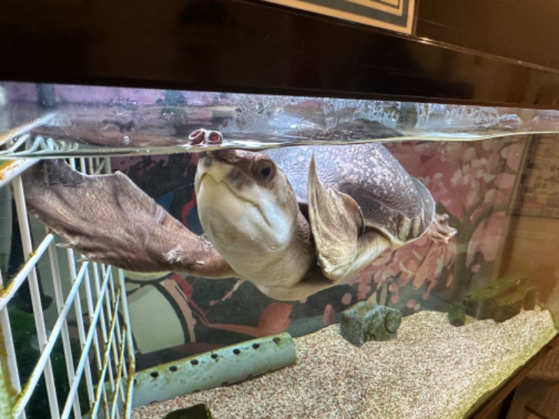 ゆっきー🐼さんの松本湯のサ活写真