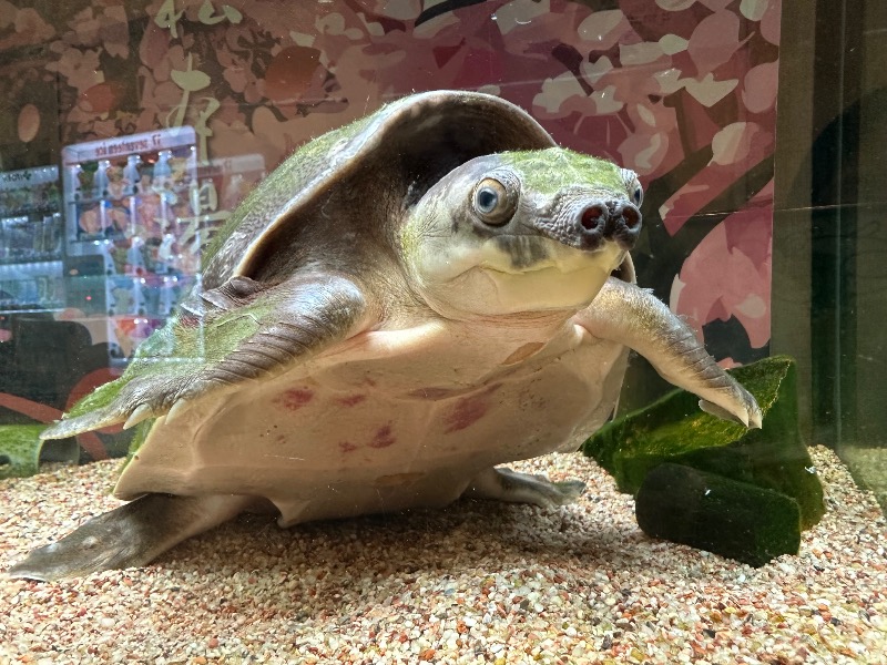 ゆっきー🐼さんの松本湯のサ活写真